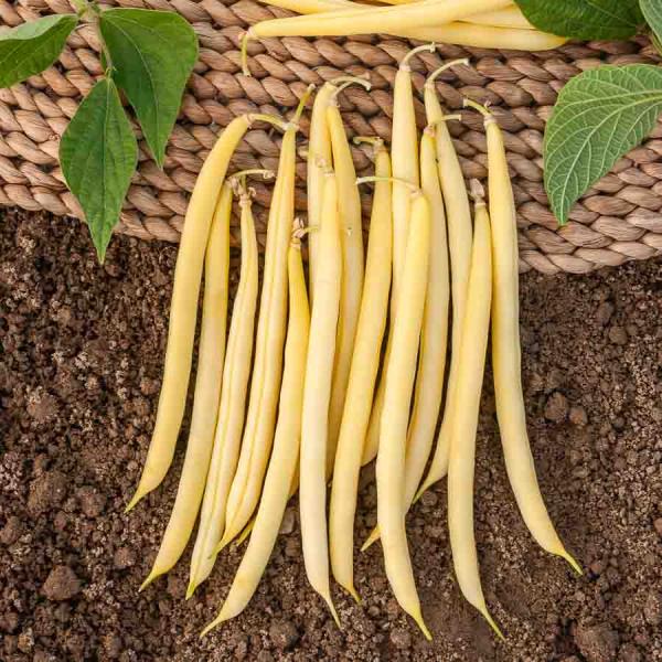 Légumes Secs - Haricot Fortal - 20 m - BIO - face recto